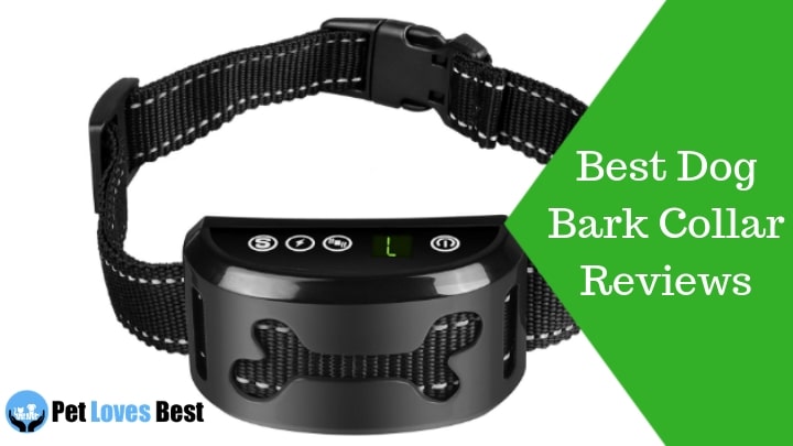 Featured Image Best Dog Bark Collar Reviews