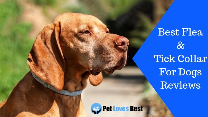 Featured Image Best Flea & Tick Collar For Dogs Reviews