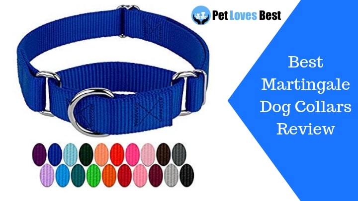 Featured-Image-Best-Martingale-Dog-Collars-Review