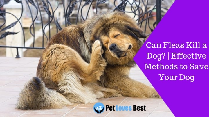 Featured Image Can Fleas Kill a Dog? | Effective Methods to Save Your Dog