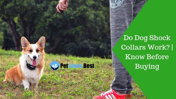 Featured Image Do Dog Shock Collars Work? | Know Before Buying