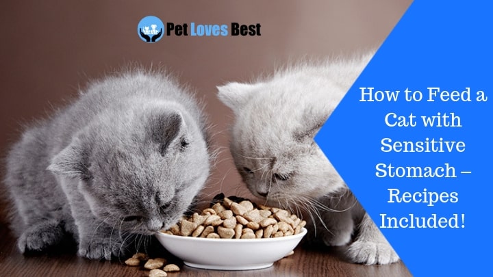 Featured Image How to Feed a Cat with Sensitive Stomach – Recipes Included!