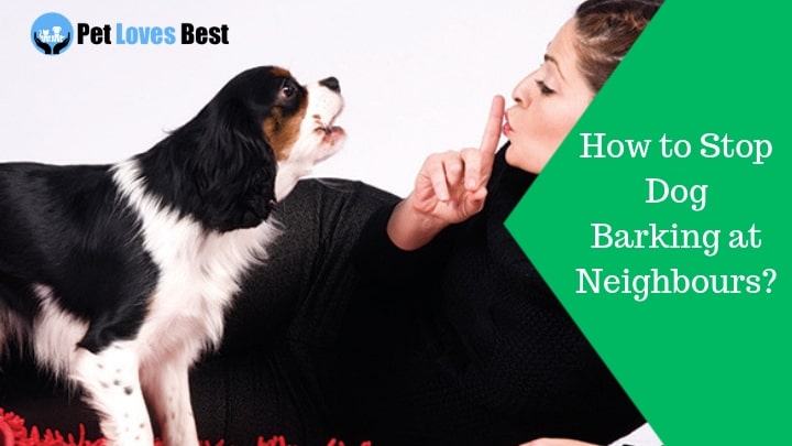 Featured Image How to Stop Dog Barking at Neighbours?