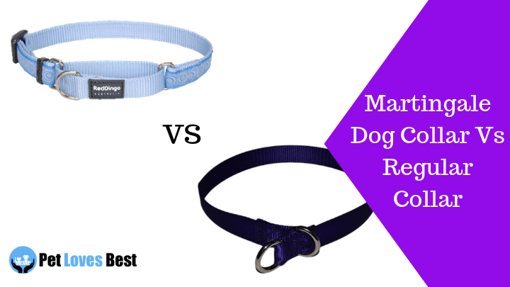 Featured Image Martingale Dog Collar Vs Regular Collar