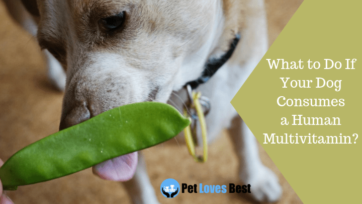 Featured Image What to Do If Your Dog Consumes a Human Multivitamin?