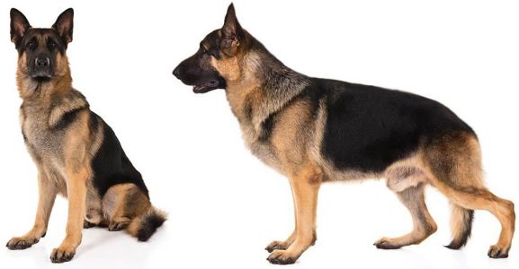 side and front face of german shepherd