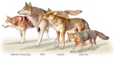 wolf or coyote ancestry