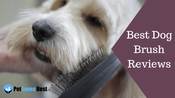 Featured Image Best Dog Brush Reviews