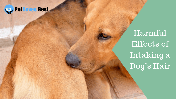 Featured Image Harmful Effects of Intaking a Dog’s Hair