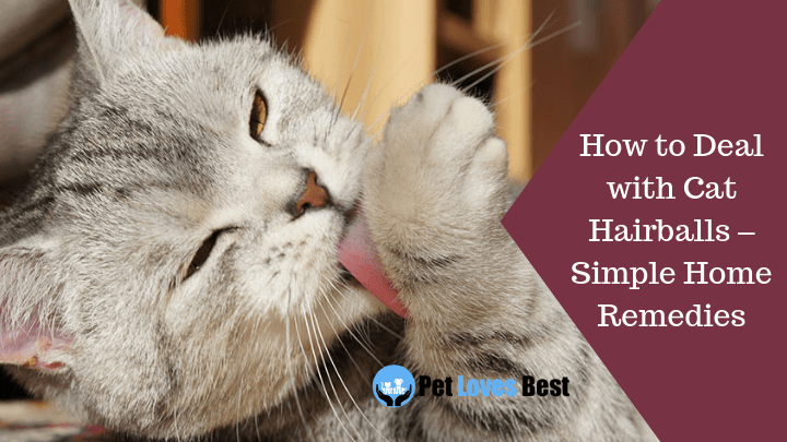 Featured Image How to Deal with Cat Hairballs – Simple Home Remedies