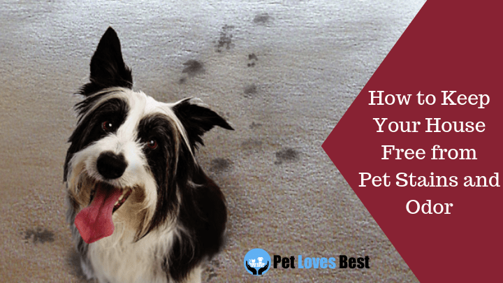 Featured Image How to Keep Your House Free from Pet Stains and Odor