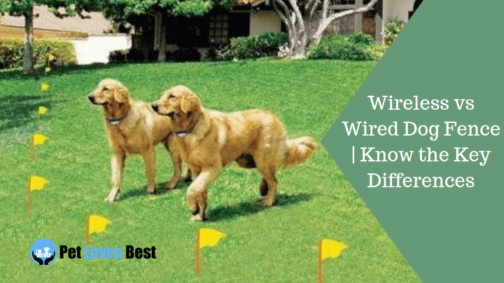 Featured Image Wireless vs Wired Dog Fence | Know the Key Differences