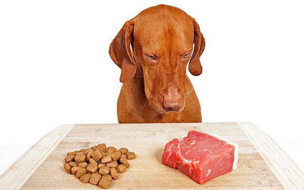Is raw diet harmful for pets