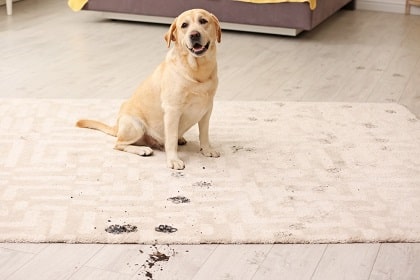 how to remove pet stains and odor from carpet