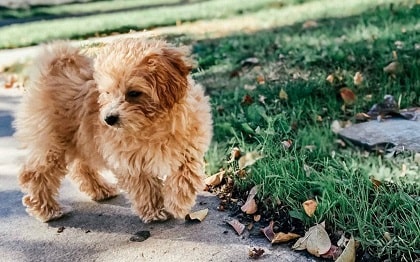 maltipoo dog in a park