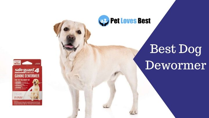 Best Dog Dewormer Featured Image