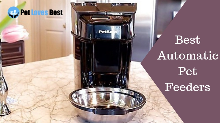 Featured Image Best Automatic Pet Feeders