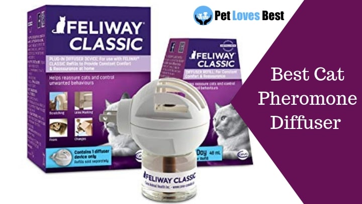 Featured Image Best Cat Pheromone Diffuser