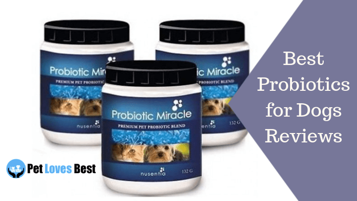 Featured Image Best Probiotics for Dogs Reviews