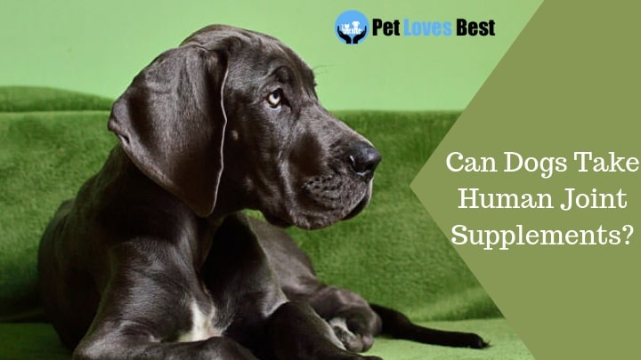 Featured Image Can Dogs Take Human Joint Supplements?