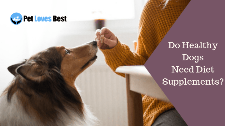 Featured Image Do Healthy Dogs Need Diet Supplements?