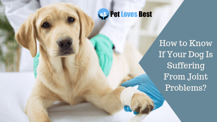 Featured Image How to Know If Your Dog Is Suffering From Joint Problems?