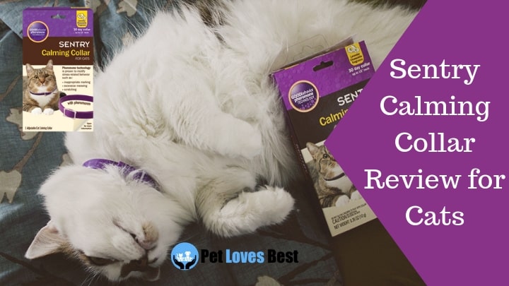 Featured Image Sentry Calming Collar Review for Cats
