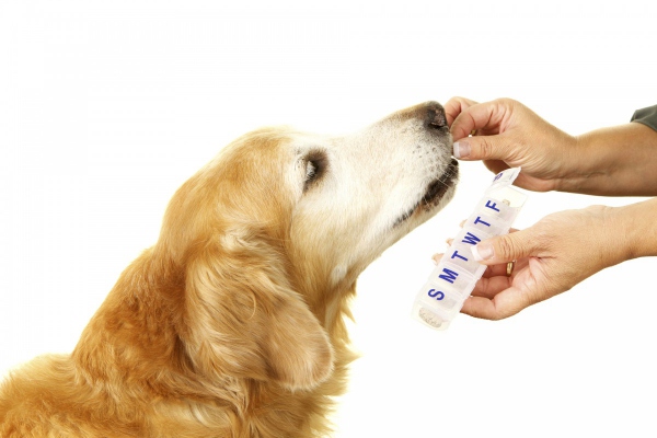 Can Dogs Take Human Joint Supplement Glucosamine