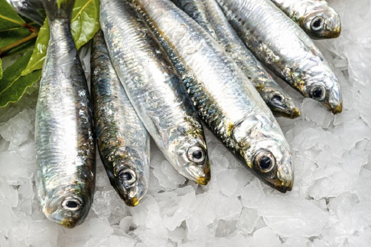 sardins as cat superfood