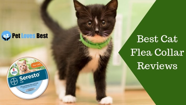 Featured Image Best Cat Flea Collar Reviews