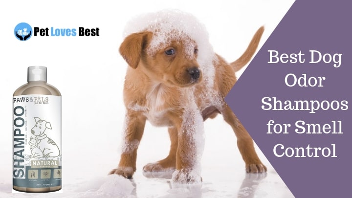 Featured Image Best Dog Odor Shampoo Reviews