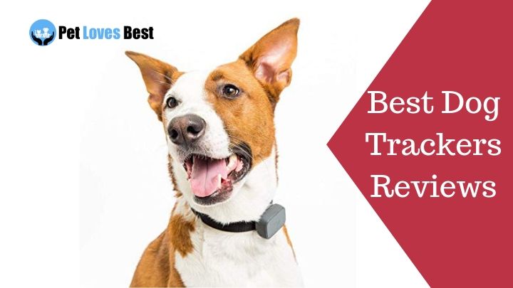 Featured Image Best Dog Trackers Reviews