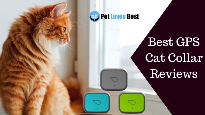 Featured Image Best GPS Cat Collar Reviews