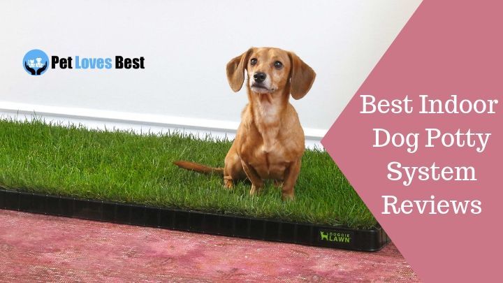 Featured Image Best Indoor Dog Potty System Reviews
