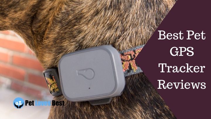 Featured Image Best Pet GPS Tracker Reviews