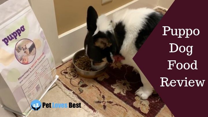 Featured Image Puppo Dog Food Review