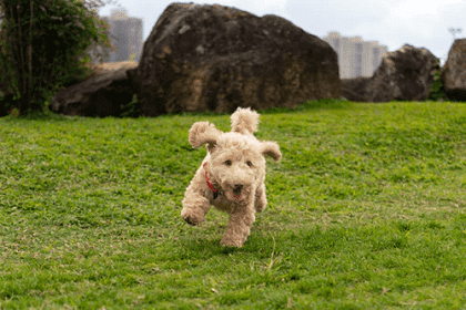 a toy breed dog exercising