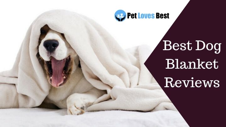 Featured Image Best Dog Blanket Reviews