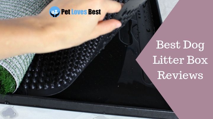 Featured Image Best Dog Litter Box Reviews