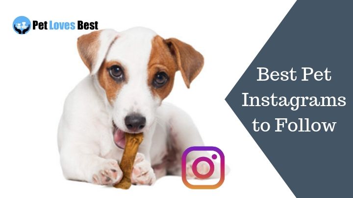 Featured Image Best Pet Instagrams to Follow