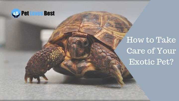 Featured Image How to Take Care of Your Exotic Pet