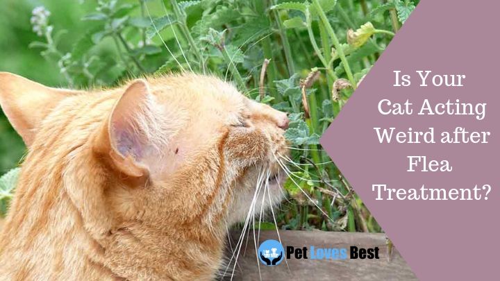 Featured Image Is Your Cat Acting Weird after Flea Treatment