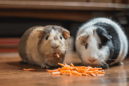 guinea pigs as exotic pets