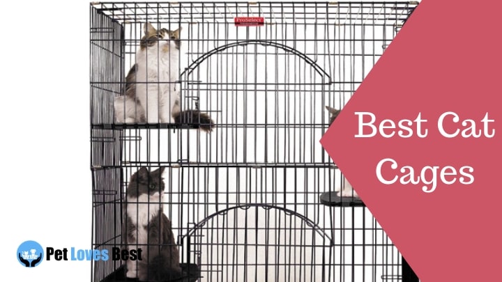 Best Cat Cages Featured Image