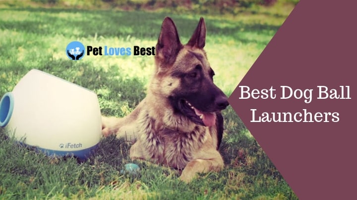 Best Dog Ball Launchers