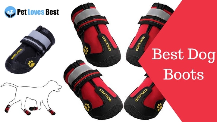 Best Dog Boots Featured Image
