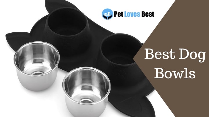 Best Dog Bowls