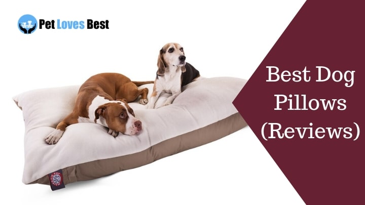 Best Dog Pillows Reviews Featured Image