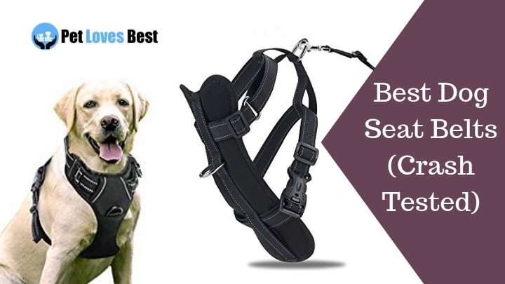 Best Dog Seat Belts Crash Tested Featured Image
