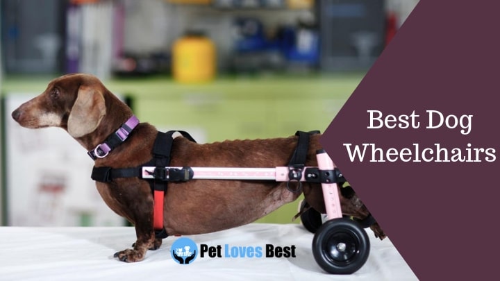 Best Dog Wheelchairs